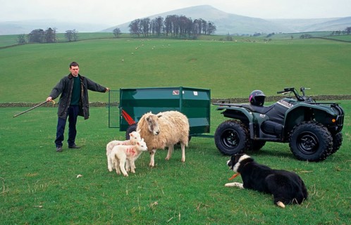Sheep farming