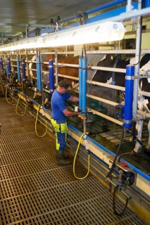 Dairy farmer in milking parlour