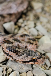 Coluber girondicus