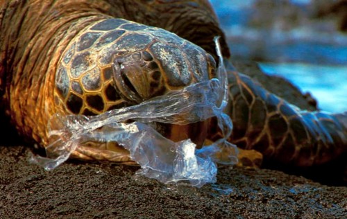 Chelonia mydas agassizi