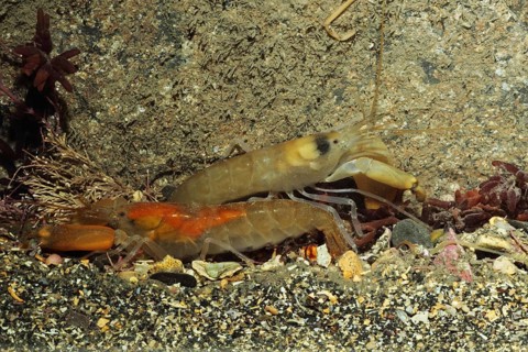 Snapping Prawn
