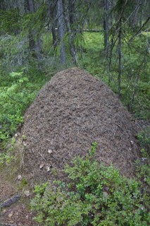 Great Red Wood Ant