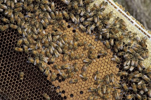 Western Honey Bee