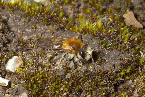 Glossy dusky sand bee