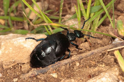 Black oil beetle