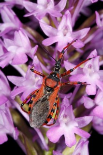 Red assassin bug