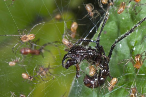 Adult social spider