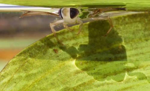 Lesser Water Boatman