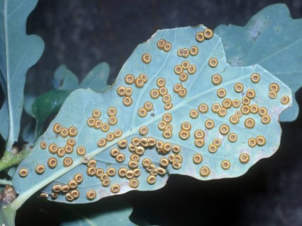 Gall wasp