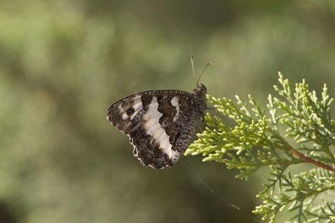 Kanetisia circe