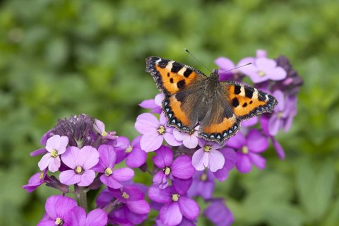 Small tortoiseshell