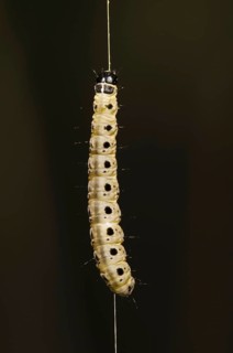 Spindle Ermine