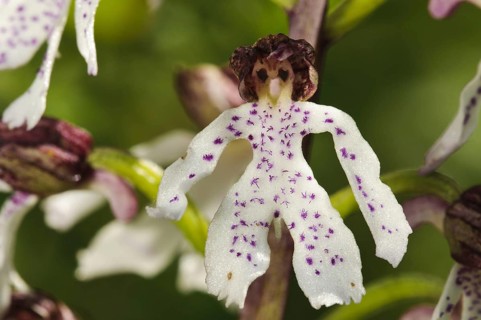 Lady Orchid