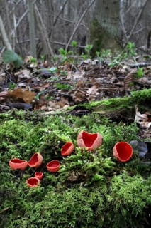 Scarlet Elf Cup