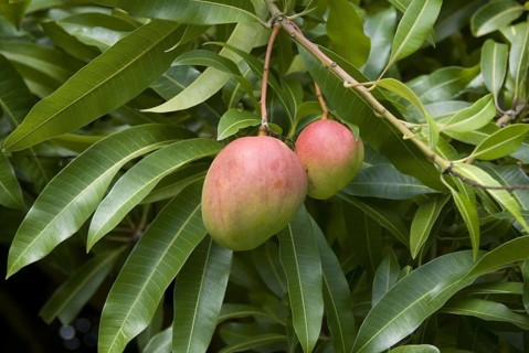 Mango