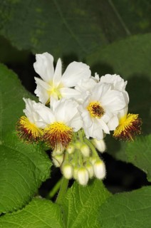 Sparmannia africana