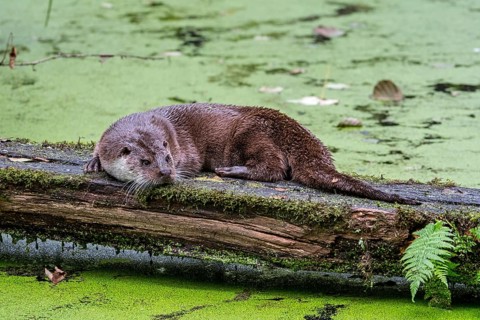 European european otter