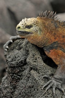 Sea lizard