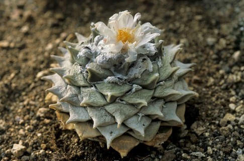 Truncated warty woolly fruit cactus