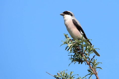 Black-fronted Bush Shrike