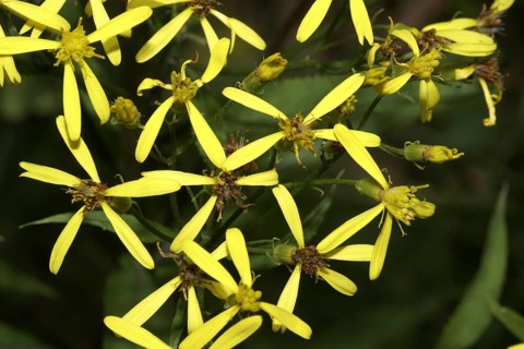 Fox ragwort