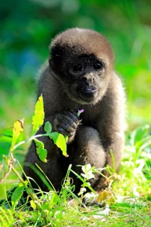 Grey woolly monkey