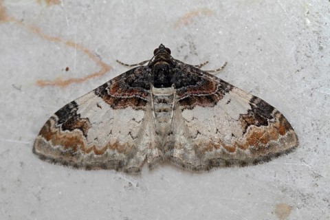 Brown-banded leaf moth