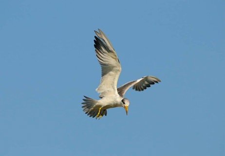 Large-billed Tern