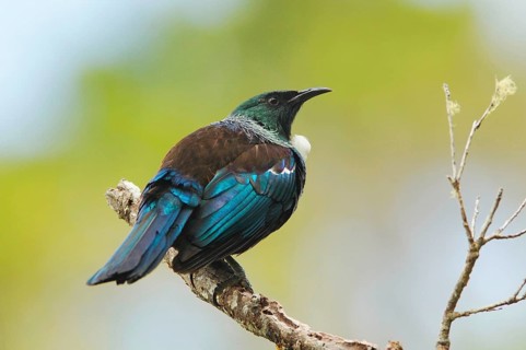 Tui