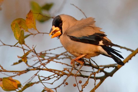 Coccothraustes migratorius