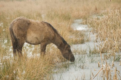 Konik horse