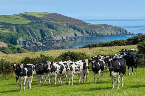 Domestic Cattle
