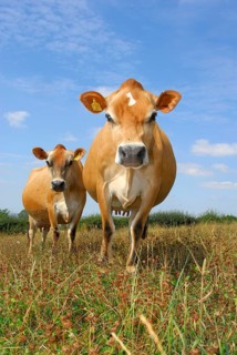 Domestic cattle