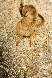 Brush-tailed Rock Kangaroo