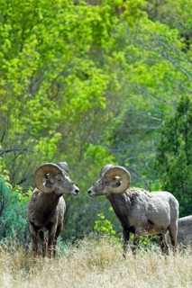 Desert bighorn sheep