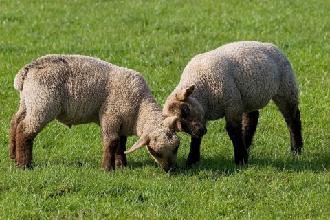 Domestic sheep