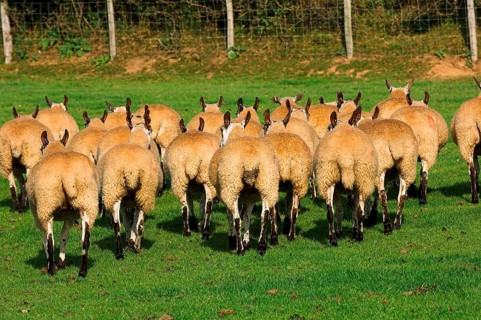 Domestic Sheep