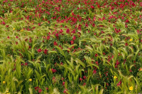 Italian sulla coronaria
