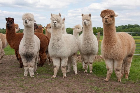 Alpaca