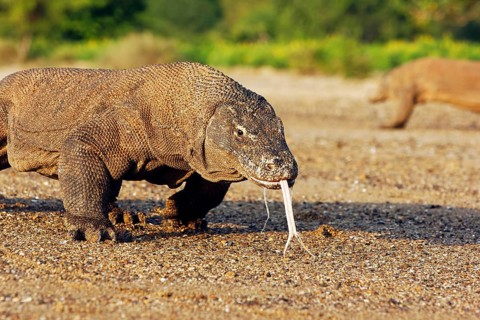 Adult komodo dragon