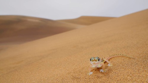 Web-footed Gecko