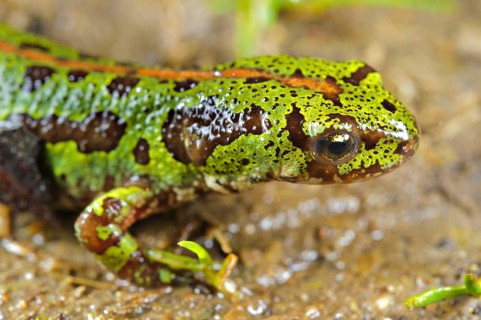 Southern Marbled Newt