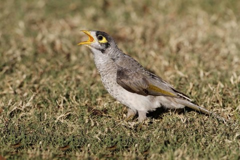 Yellow-throated Miner