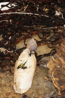 Common cuttlefish