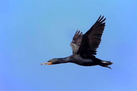 Cape Cormorant
