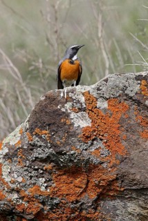 White-throated Robin