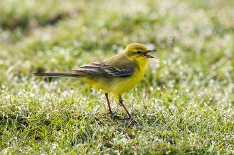 Yellow Wagtail