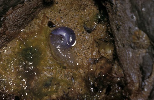 Violet sea-snail