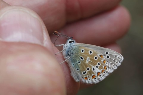 (Adonis) blue Sky Blue, Other animals, Insects, Butterflies, Animals, Adonis Blue (Lysandra