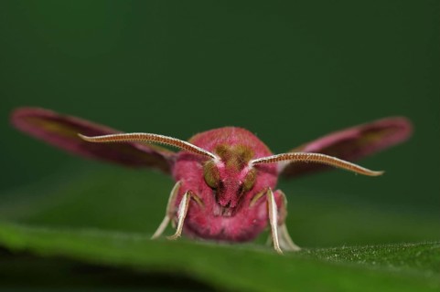 Small elephant hawk-moth